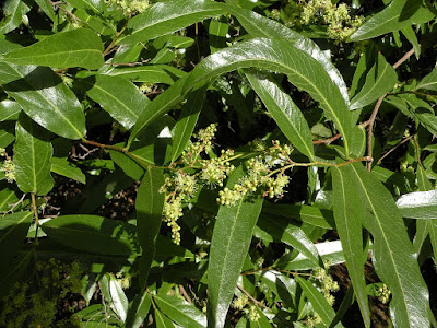 Sarandí negro (Ruprechtia salicifolia)