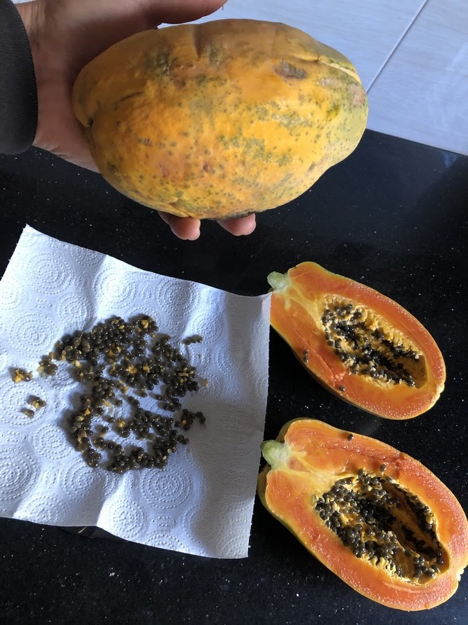 Harvesting papaya seeds is a simple yet rewarding process. These seeds are a rich source of proteins, fats, fiber, and various essential minerals. They provide a significant boost to your overall nutritional intake and support a healthy lifestyle.
