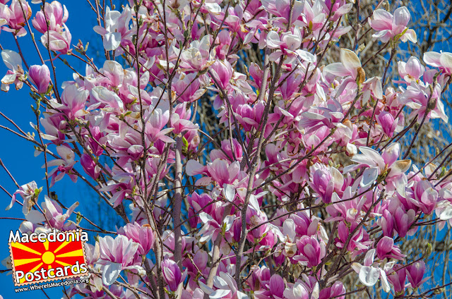 Magnolia tree