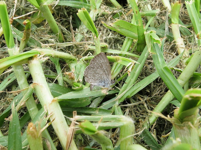 African Grass Blue - Playa de las Américas, Tenerife