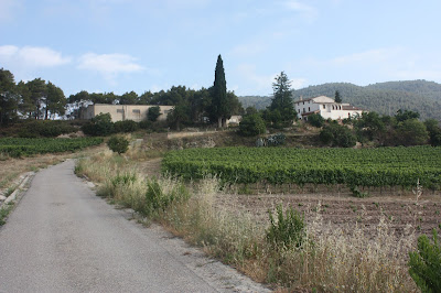 ARBRES SINGULARS, ARBRES REMARCABLES DEL PLA DE MANLLEU (ALT CAMP) I AIGUAVIVA (BAIX PENEDÈS), camí de Cal Domingo al Pla de Manlleu