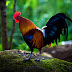 JUNGLE FOWL