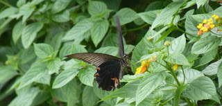 Thung Nham Bird Garden.