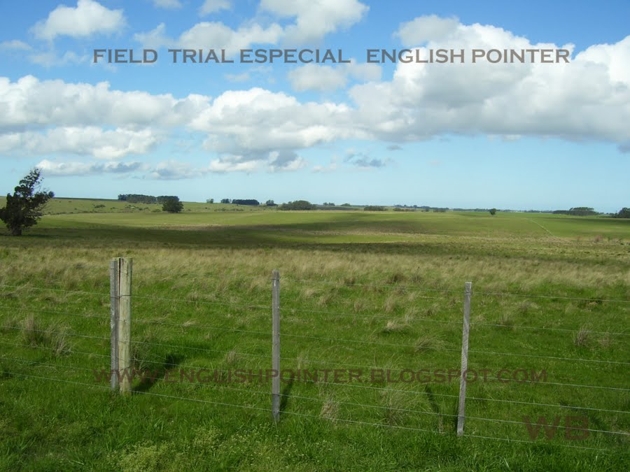 CAMPOS  DE CAÇA -  HUNTING  FIELD