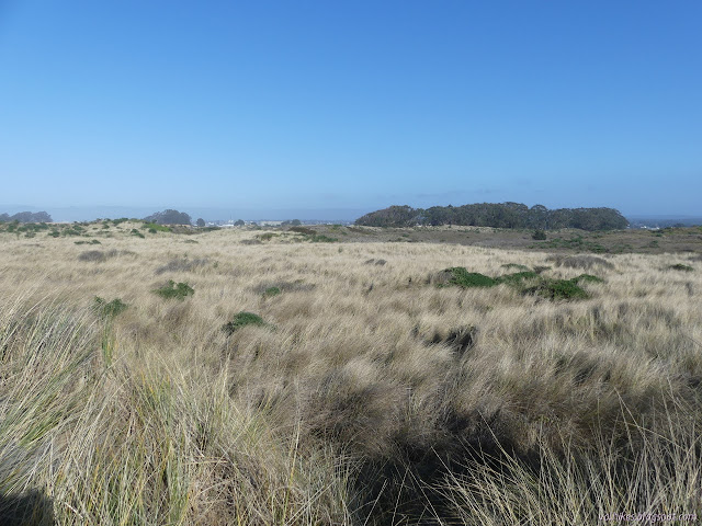 expanse of dune grass