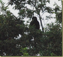 monkey1