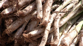 calçots