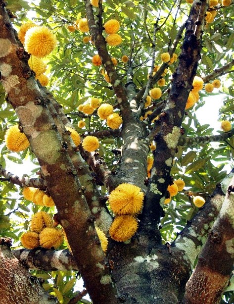 Hamparan Seni Panduan Menanam Durian 