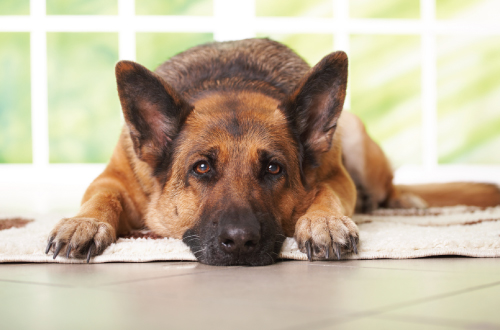 dog lying on floor