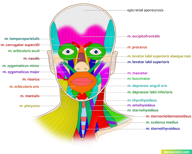 m. temperoparietalis m. corrugator supercilii m. orbicularis oculi m. nasalis m. zygomaticus major m. zygomaticus minor m. risorius m. orbicularis oris m. mentalis m. platysma m. occipitofrontalis m. procerus m. levator labii superioris m. masseter m. buccinator m. depressor anguli oris m. depressor labii inferiores m. strenohyoideus m. sternothyroideus m. levator labii superioris alaeque nasi