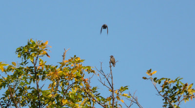 starlings