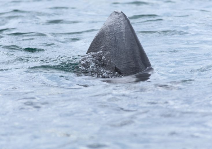 Filmato un grande squalo bianco nel Mar Adriatico vicino a una famosa isola croata