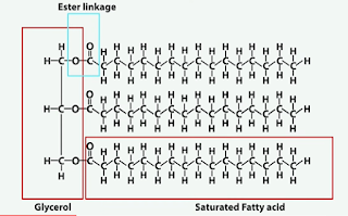 saturated fat