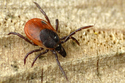 Ixodes_zecca-dura_associazione_mammagatta