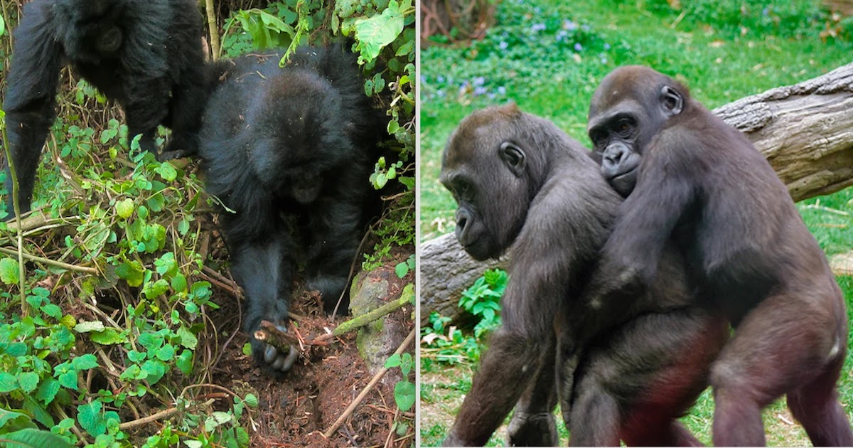 Researchers Have Discovered Young Gorillas Destroying Traps In Their Jungle Home