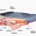 42+ Anatomi Ikan Lele Pdf