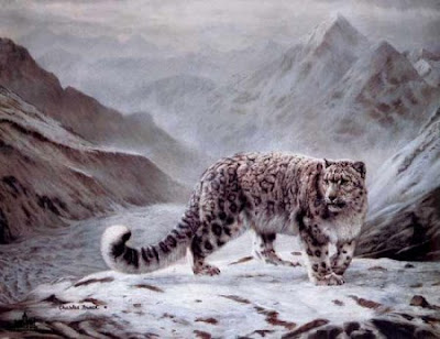 Snow Leopard Photo