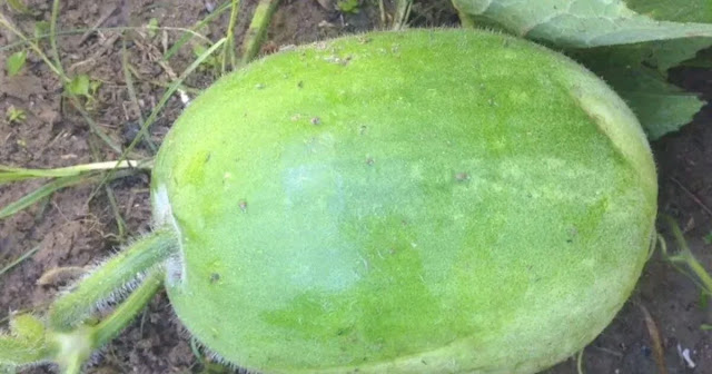 Winter Melon