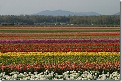 tuliptown3