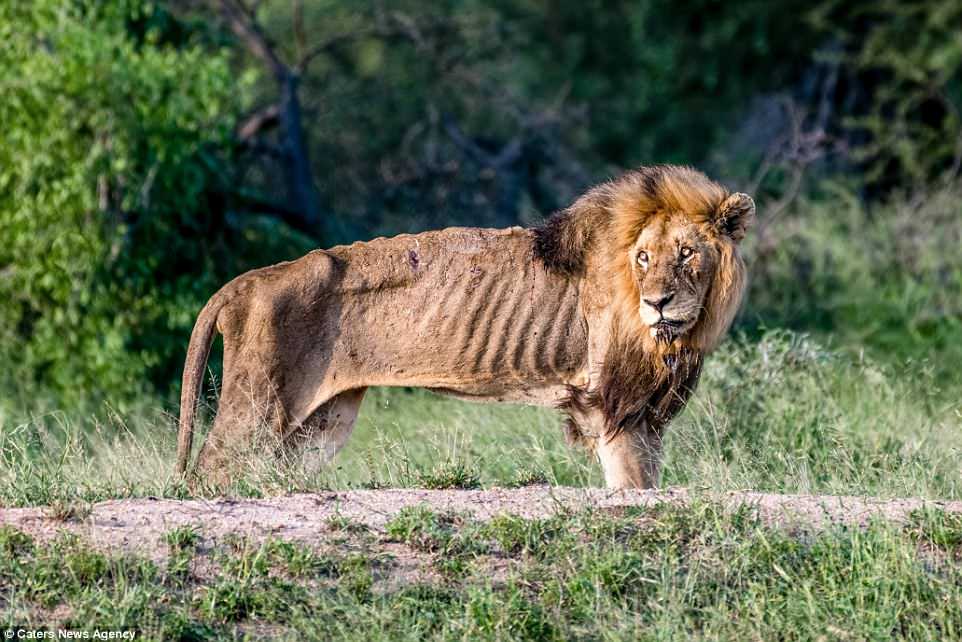 Heartbreaking Pictures Show An Old Lion That Was Once A 'King' Living His Moments On Earth