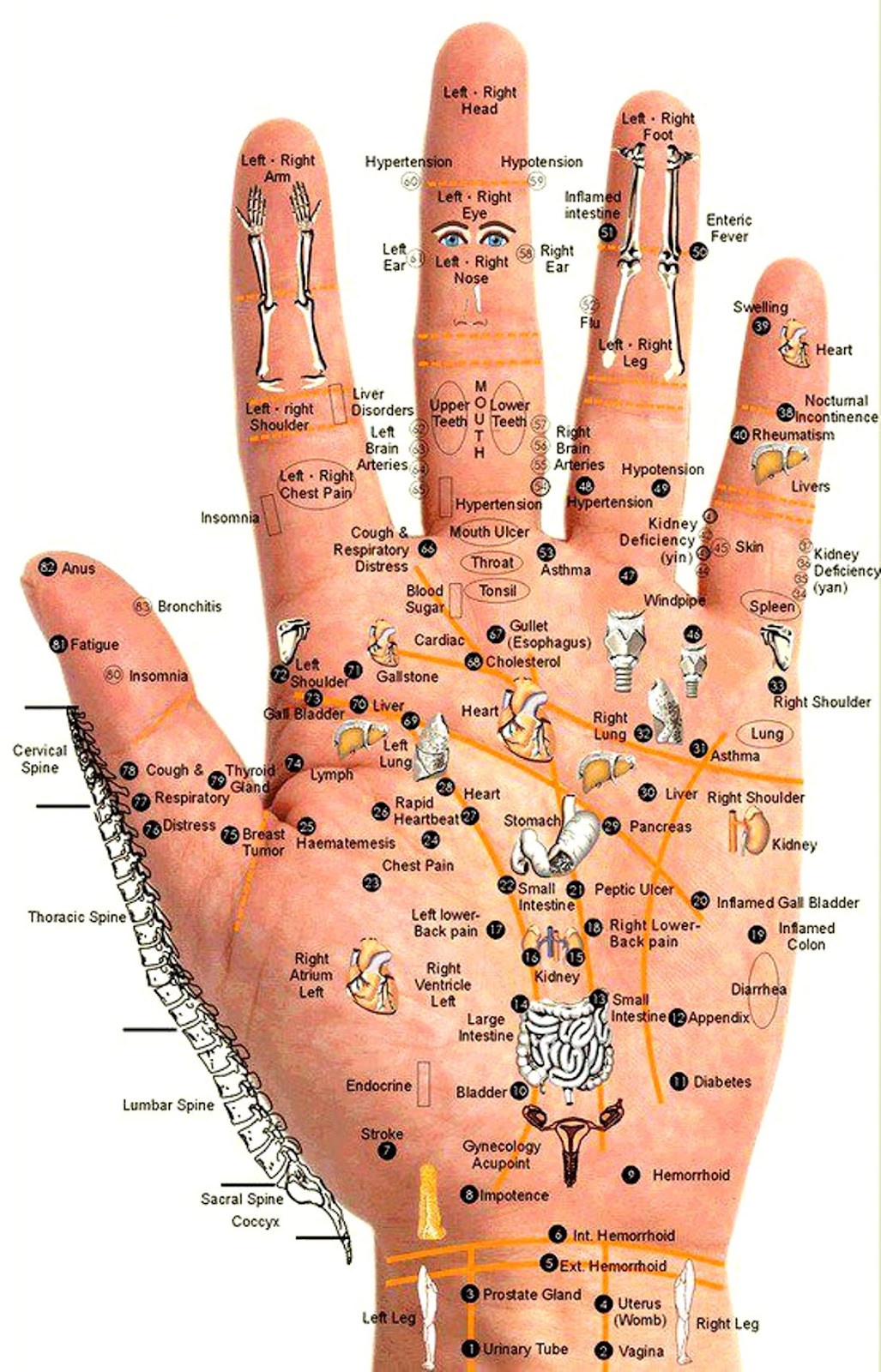 Hand Reflexology Method - Panduan pijat untuk menyembuhkan 