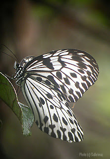 Tree Nymph