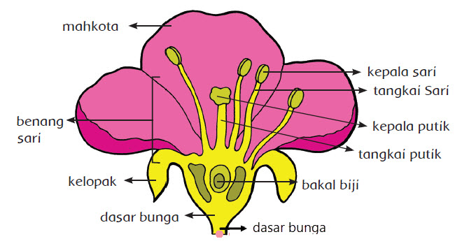 Bagian Bunga