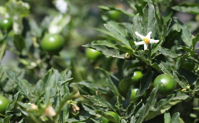 Solanum Pseudocapsicum