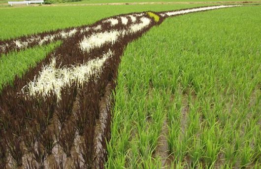  based on: http://www.hoax-slayer.com/japanese-rice-crop-art.shtml