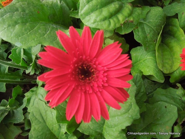 types of flowers you can plant Gerbera Flower Plant | 640 x 480