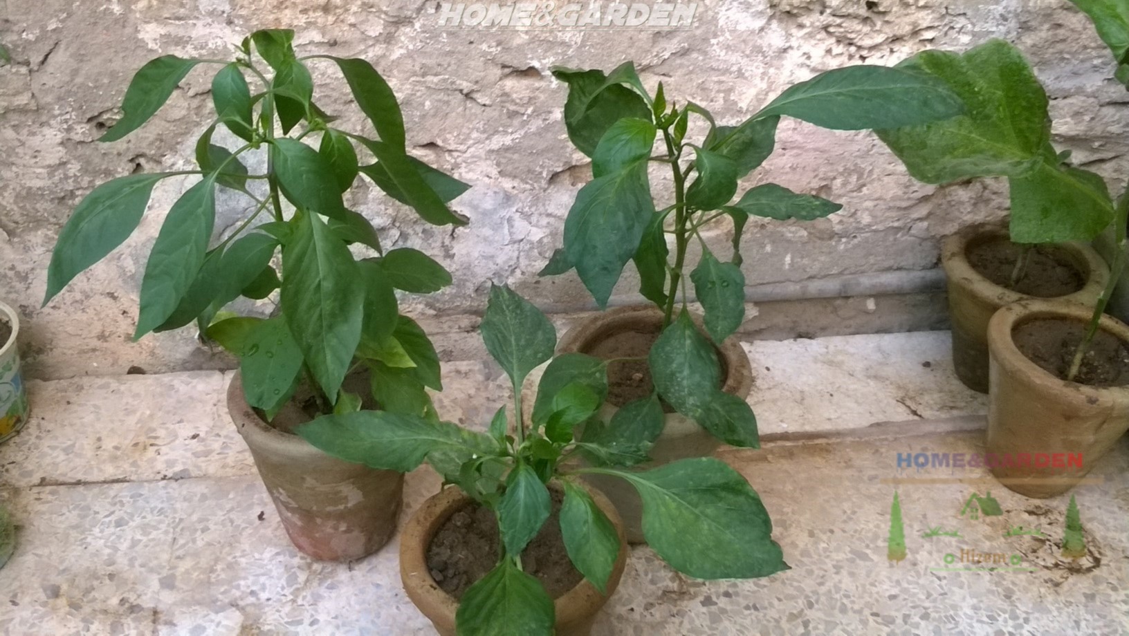 About 7 days before planting your pepper plants outdoors, help acclimate them to temperatures, sunlight, and wind. This is the process of hardening off, or gradually acclimating your new plants to outdoor conditions.