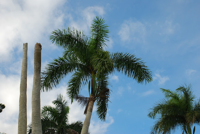 Fakahatchee Strand Preserve State Park
