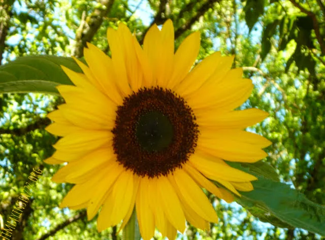 Original photograph of bright yellow sunflower against blue sky background