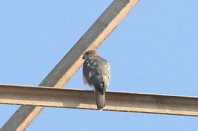 "Shikra - Accipiter badius. perched on the radio tower."