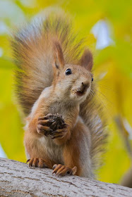 Squirrel: 'Sorry?! I didn't catch what you said! Please can you repeat it?'
