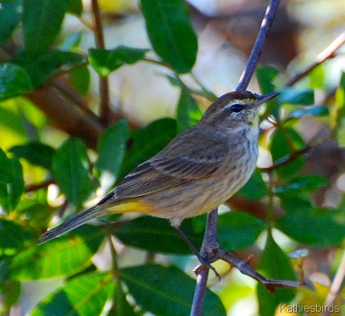 3. palm warbler-kab