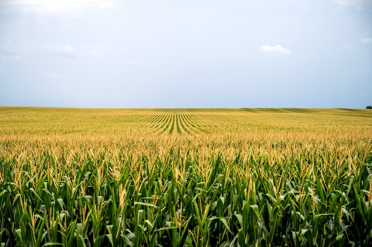 corn field