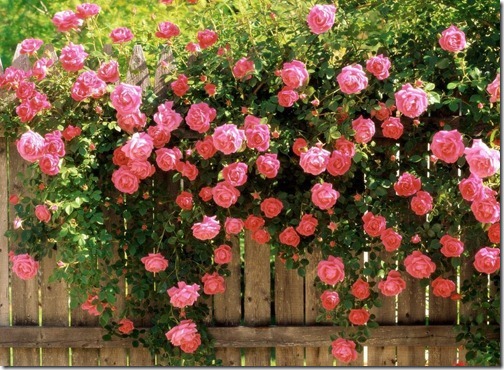 american-beauty-climbing-roses-wallpaper