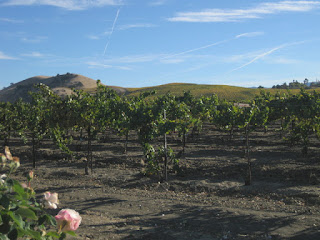 Grapevines and vine-covered hillsides, Panoche Road, Paicines, California