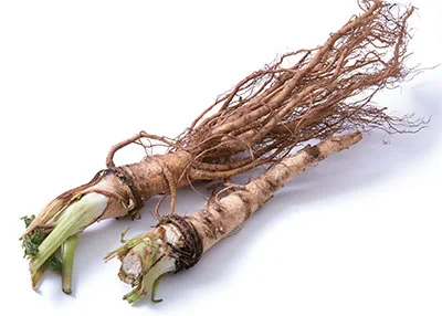 당귀뿌리-효능-부작용 당귀-뿌리