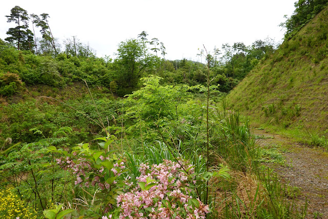 鳥取県米子市淀江町本宮 オオベニウツギ