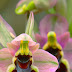 Oprhys tenthredinifera Wild orchids of Spain