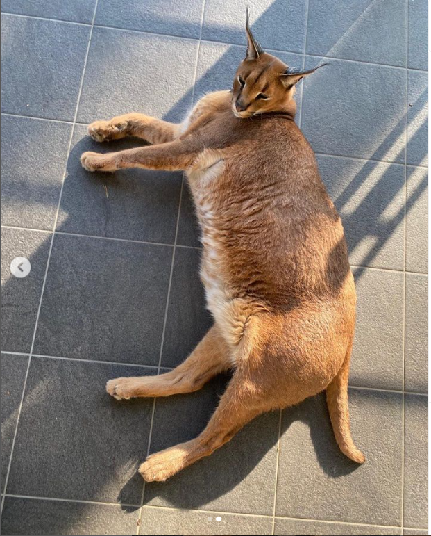 Pumba Caracal is overweight