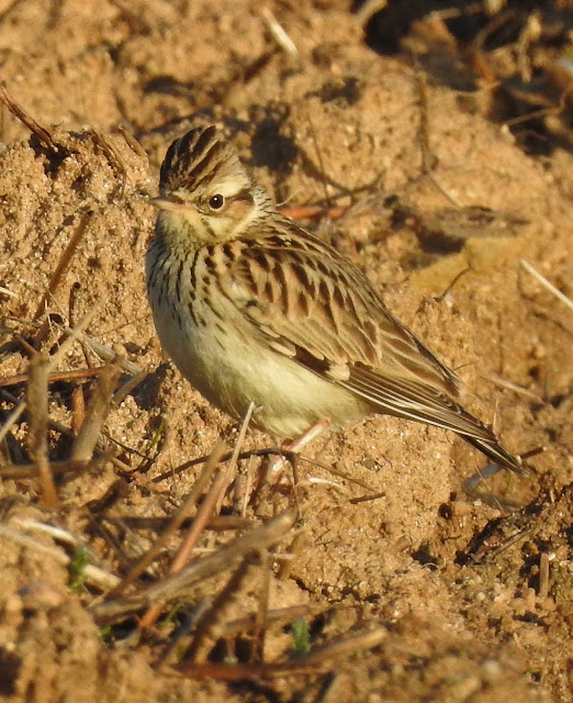 Quijorna, Madrid, aves, Alondra Totovía, Lullula Arborea