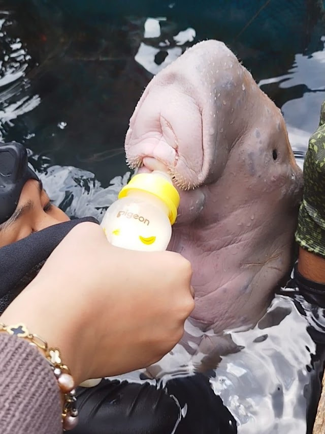 KKP Tangani Anakan Dugong yang Terdampar di Bitung