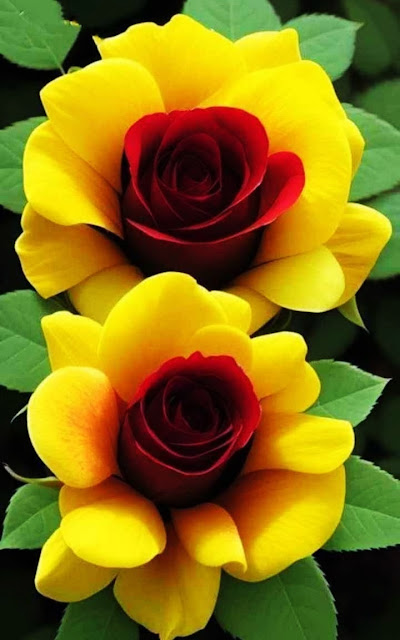 Yellow & Red Rose Images