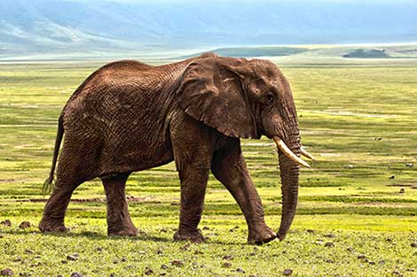 Essay on Elephant for Kids and School Students - 10 Lines, 100 to 200 words   - Simple Essays, Letters, Speeches