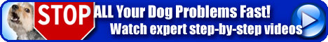 The Online Dog Trainer