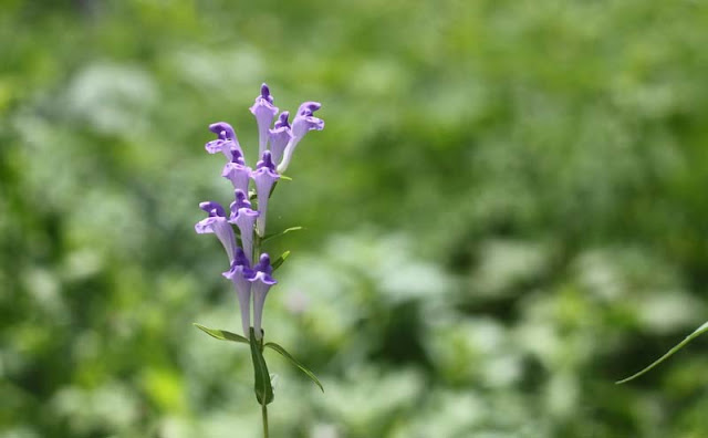 Baikal Skullcap Flowers Pictures