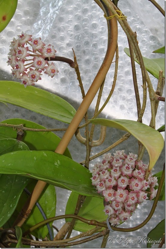 Hoya rigida pink